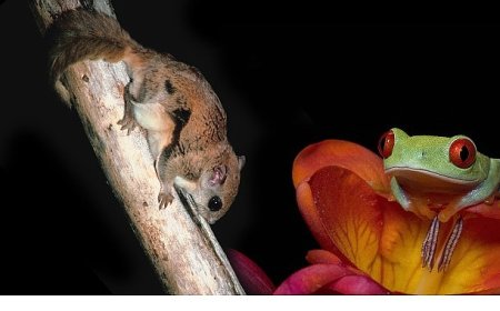 3 Bölümden Oluşan ‘Doğanın En Tuhafları’,   18 Ocak Pazar 20.00’de İlk İki Bölümüyle  National Geographic WILD Ekranlarında!