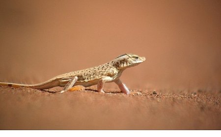 ‘Sıra Dışı Canlılar Özel’,   11 Ocak Pazar 20.00’de   National Geographic WILD Ekranlarında İzleyicilerle Buluşuyor!