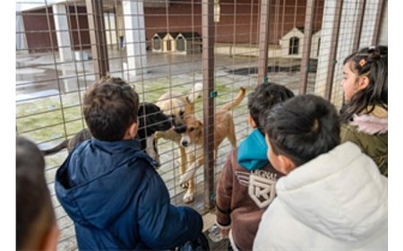 86 bin tedavi, 13 bin kısırlaştırma