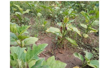 Efes Tarlası Yaşam Köyü’nde Elde Edilen Yerel Tohumlar Anadolu’nun Dört Bir Yanında Filizleniyor