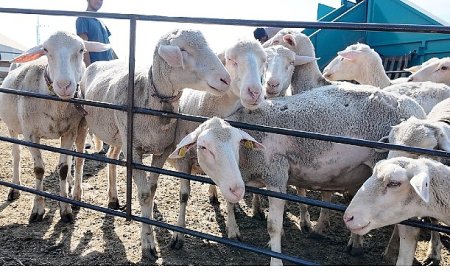 İnegöl Belediyesi İle İlçeler Arası “Tarım Ve Hayvancılıkta Güç Birliği”