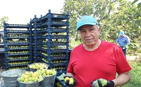Nilüfer’de incir hasadı başladı
