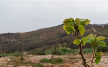 Yamanlar yangınında zarar gören ağaçlar yaşama tutundu 