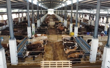 İnegöl Hayvan Pazarı’nın Kotra İhale Tarihi Belli Oldu