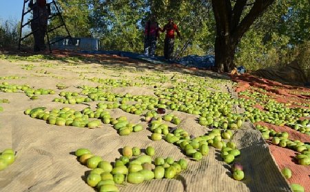 Türk zeytincilik sektörü ABD pazarında yüzde 10 pay almayı hedefliyor