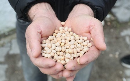Urla Belediyesinden  çiftçiye tohum desteği  &  Urla’da tarıma can suyu