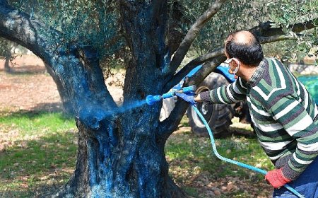 Zeytin üreticisine “ilaç” oldu