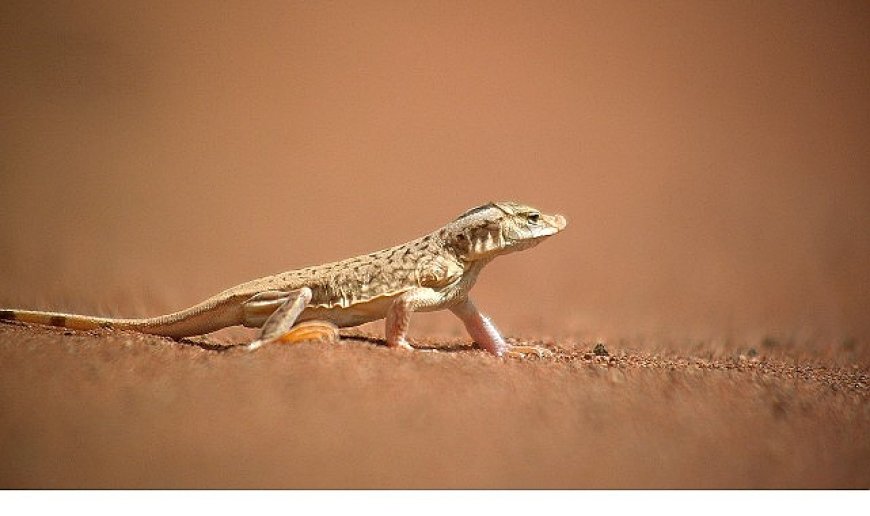 ‘Sıra Dışı Canlılar Özel’,   11 Ocak Pazar 20.00’de   National Geographic WILD Ekranlarında İzleyicilerle Buluşuyor!