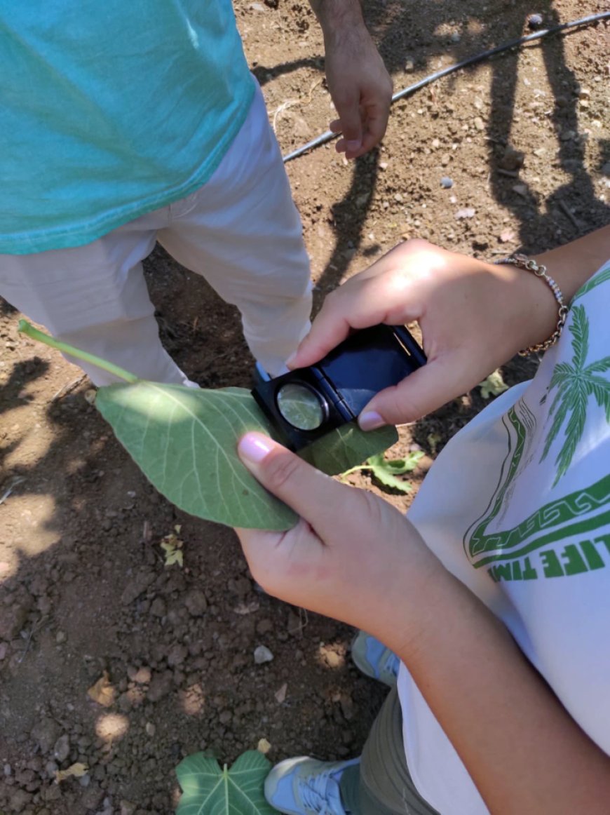 Bursa Mudanya’da incir üreticilerine kırmızı örümcek uyarısı