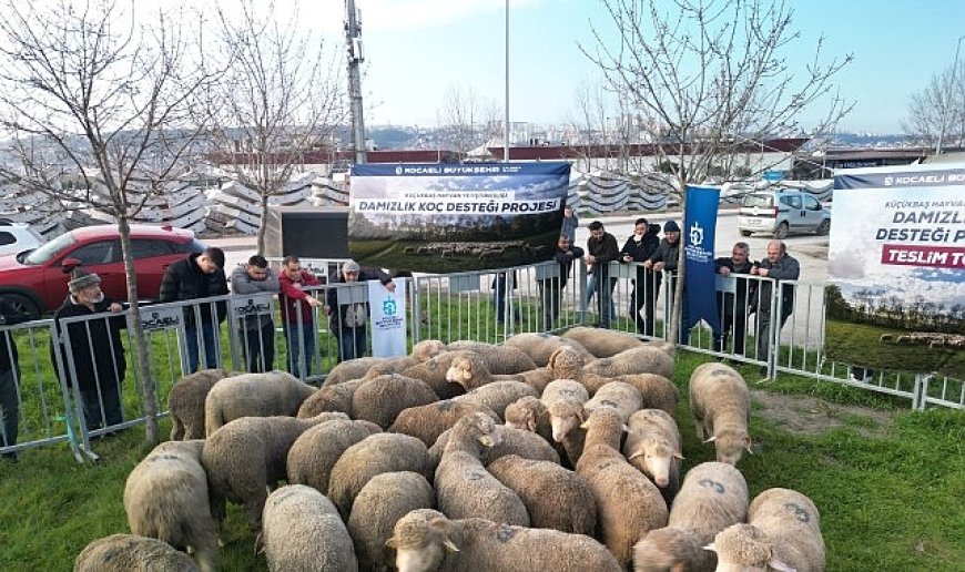 Büyükşehir’den üreticilere damızlık koç desteği
