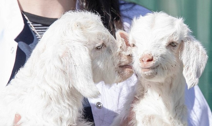 Doğal yaşam parkında yavru heyecanı