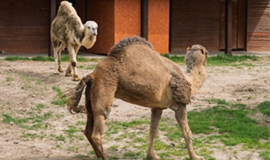 Can yoldaşı oldular