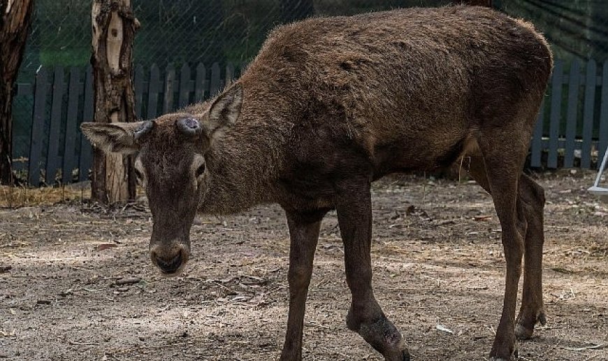 Yaralı olarak fabrikaya sığınan geyik emin ellerde